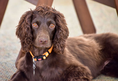 Portrait of black dog