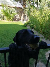 Close-up of dog sitting on grass