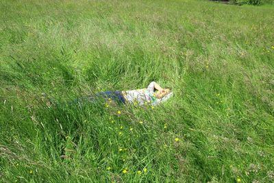 High angle view of dog on field