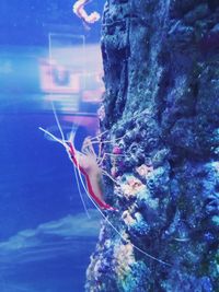 Close-up of young woman underwater