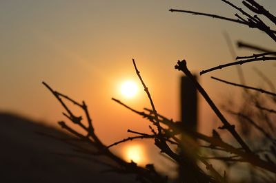 Close-up of sun shining through plants