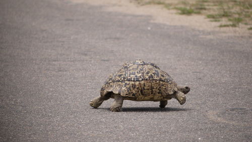 Side view of a reptile walking on road