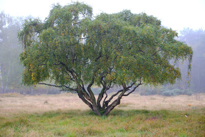 Tree in field