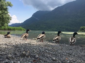 Ducks on a lake