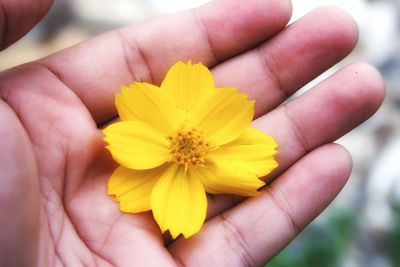 Close-up of hand holding yellow flower