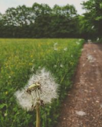 Close-up of dandelion on field