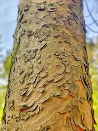 Close-up of tree trunk