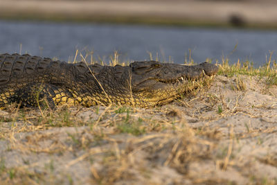 Surface level of a crocodile 
