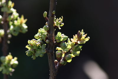 Close-up of flowering plant