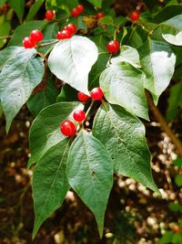 Close-up of berries on tree