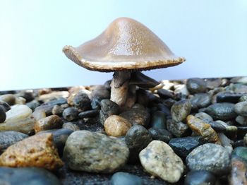 Close-up of mushroom growing on rock