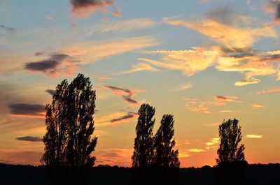 Silhouette of trees at sunset