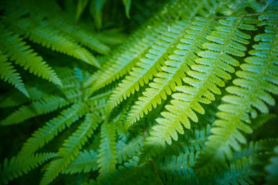 Beautiful ferns