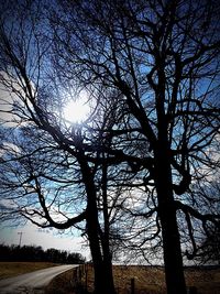 Bare trees on field at sunset