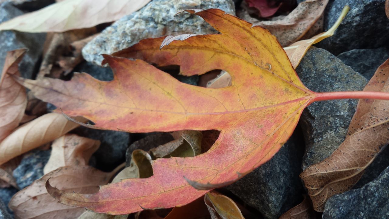 HIGH ANGLE VIEW OF MAPLE LEAVES FALLEN IN AUTUMN