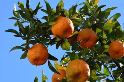 Low angle view of oranges on tree against sky