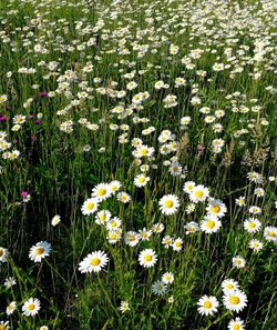 Close-up of white daisy flowers on field