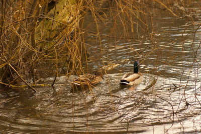 Duck swimming in lake