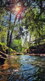 Scenic view of river amidst trees in forest