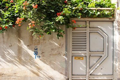 View of flowering plants on building wall