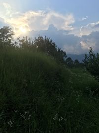 Scenic view of field against sky during sunset