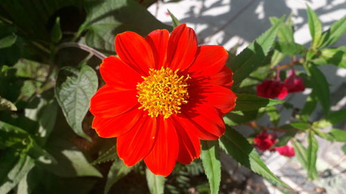 Close-up of red flower