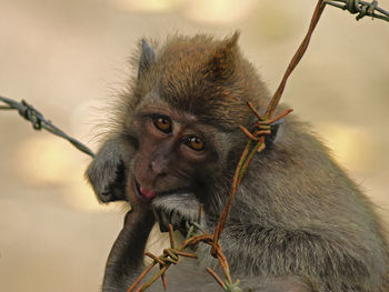 Close-up portrait of monkey on rusty barbed wire