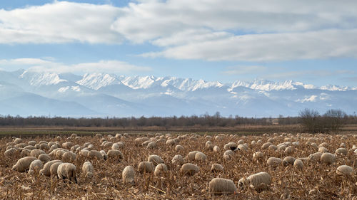 Flock of sheep on field against sky during winter