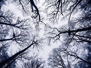 Low angle view of bare trees against sky