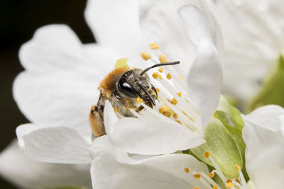 Close-up of bee on white flower