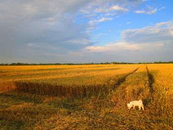 Scenic view of agricultural field against sky