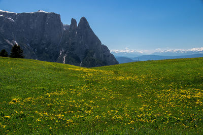 Scenic view of grassy field