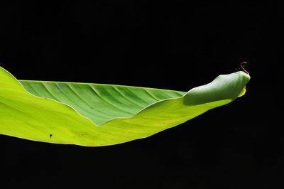 Close-up of black background over black background