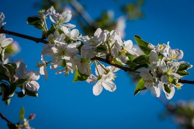 Low angle view of cherry blossoms against sky