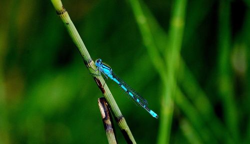 Close-up of damselfly on plant