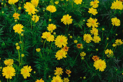 High angle view of yellow flowers on field