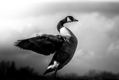 Low angle view of bird flying against sky