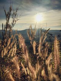 Close-up of stalks in field against sunset sky