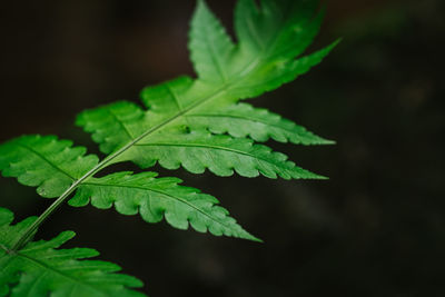 Close-up of green leaves