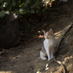 Cat sitting on a field