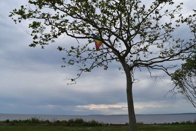 Tree on landscape against sky