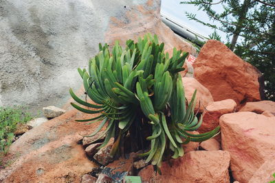 Close-up of plant growing on cactus