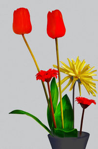 Close-up of red flower against white background