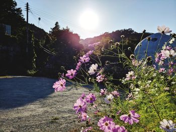 Purple flowering plants on field against bright sun