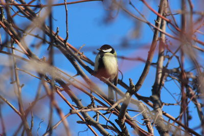 Low angle view of bird perching on branch