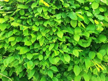 Full frame shot of green leaves