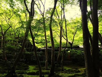 Trees in forest