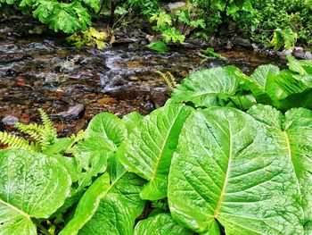 Close-up of green leaves