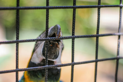 Gold and blue macaw biting metallic cage