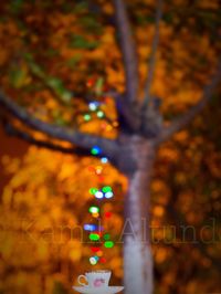 Multi colored lights on tree